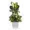 4ft. Golden Dumb Cane Plant in White Metal Planter